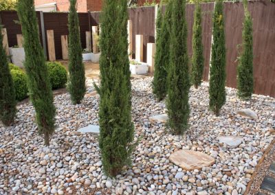 Italian cupressus pyramidalis evergreen trees.