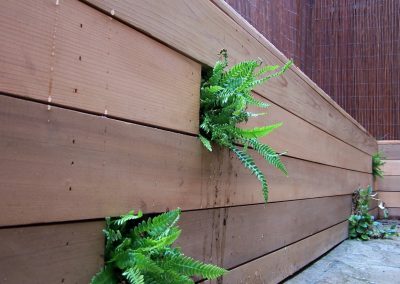 Ferns planted into a cedar planter.