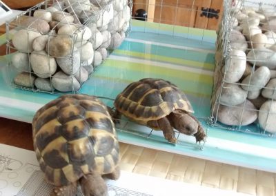 Tortoises exploring the miniature gabions designed for their garden enclosure in our clothall common project.