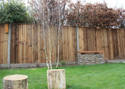 Silver birch multi-stem tree.