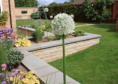 Allium stipitatum 'Mount Everest' in a garden planter.