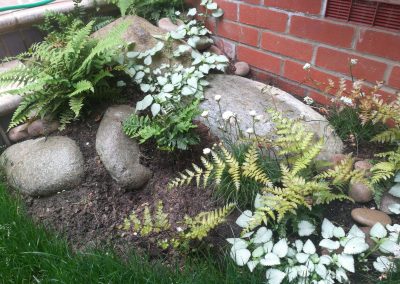 A small fernery planted next to a large boulder in our Stotfold garden project.