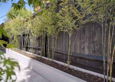 Black bamboo phyllostachys nigra planted in a bespoke block and rendered garden planter.