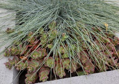 Sedum 'Sun Sparkler' with blue grass Festuca glauca Elijah Blue.