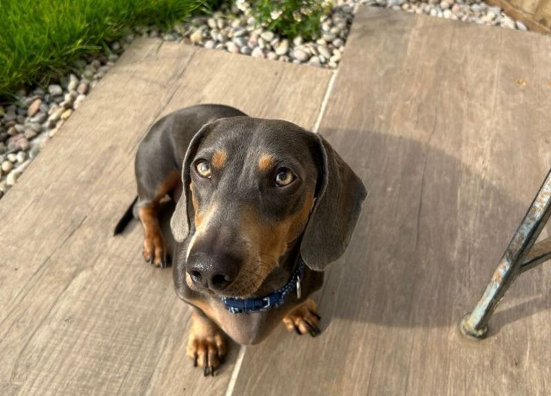 Basil's garden Basil's garden.