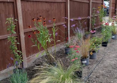 Royston garden design
