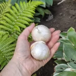 Allium bulbs