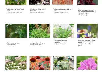Planting design service plants moodboard.