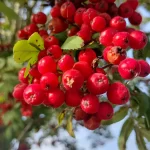 Rowan tree, Sorbuc aucuparia.