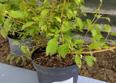 Cornus sanguinea 'Midwinter Fire'.