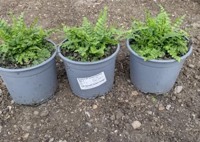 Dryopteris aff. 'Cristata The King'