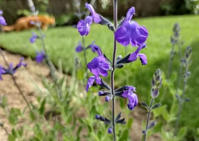 Salvia 'Blue Note',