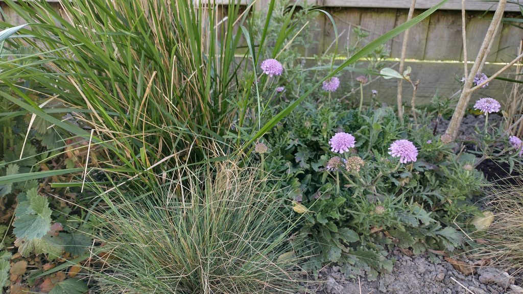 Ornamental grasseses.