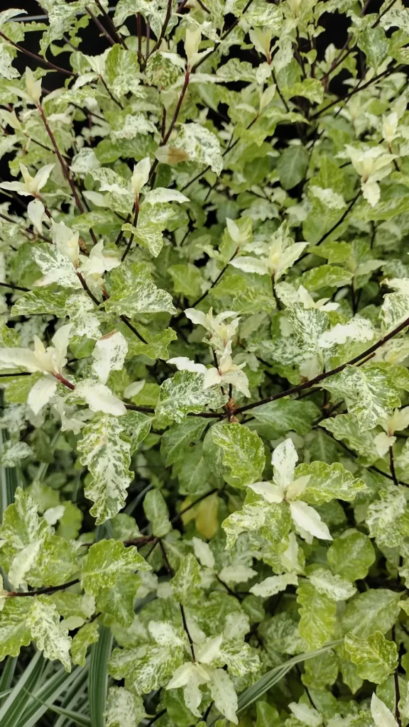 Pittosporum tenuifolium 'Irene Paterson'
