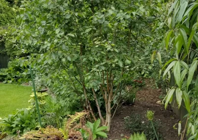 Multi stem Birch tree.