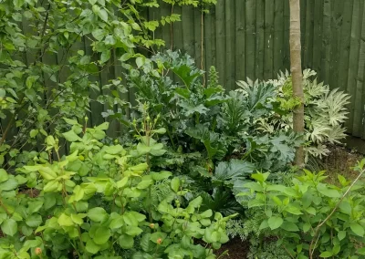 Rowan tree border in the Langford garden.